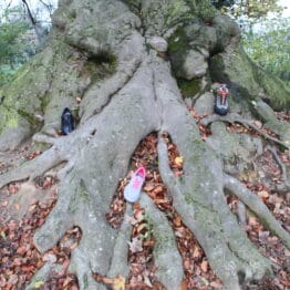 arbre en automne