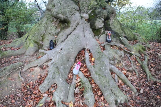 arbre en automne